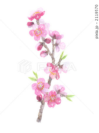桃の花 枝のイラスト素材