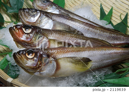 鮮魚　はたはた 2119639