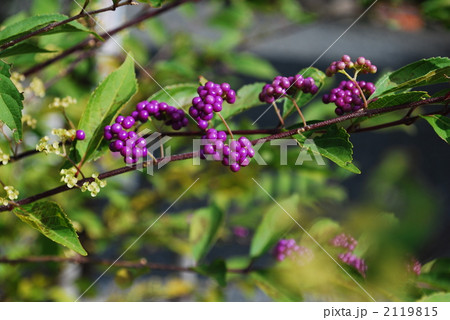 秋のムラサキ 2119815