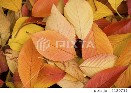 紅葉した桜の葉 2120751