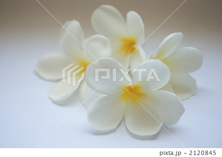 重ねたフランジパニ 2120845