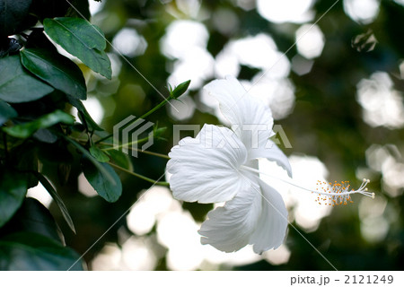 白いハイビスカスの花の写真素材
