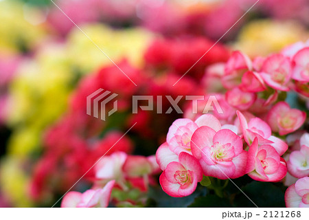 ベゴニアの花 2121268