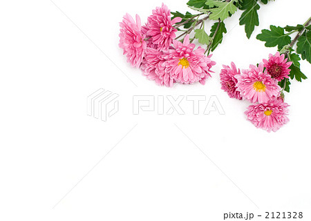 紫の菊の花 紫の菊の花 2121328