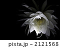 月下美人 2121568