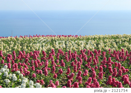 ストックの花畑 2121754