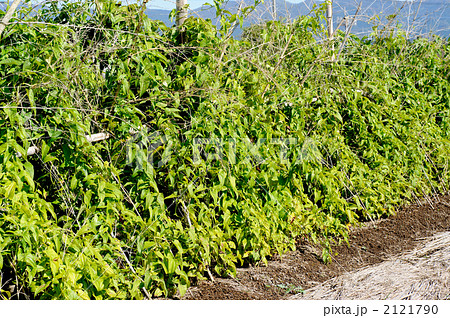 ヤマイモ 2121790