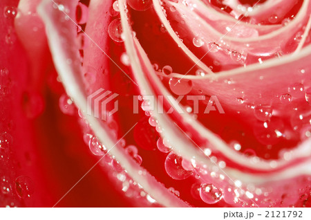 バラの花びらにしずく 2121792