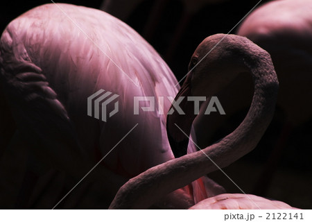 ハードボイルド・フラミンゴ 2122141