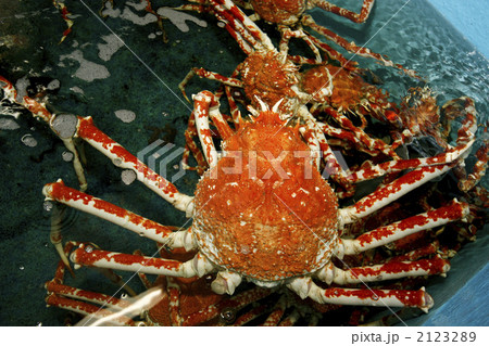 日本最大の蟹、高足ガニ 日本最大の蟹、高足ガニ 2123289