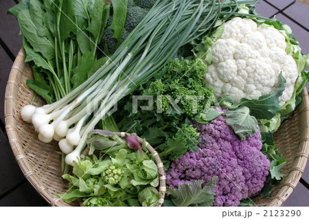 春野菜 2123290