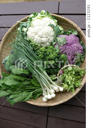 春野菜 春野菜 2123291