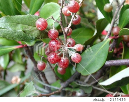 アキグミ 2123436