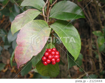 サネカズラ 2123444