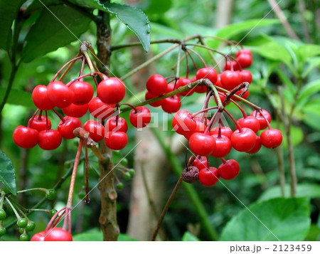 マンリョウ 2123459