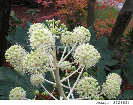 冬の花　アオキ　晩秋の紅葉の中で白く咲き目立つ花 2123832