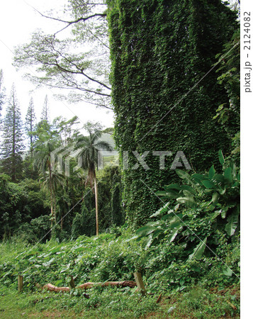 マノアトレイル 2124082