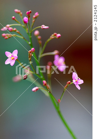 ハゼランの花 ハゼランの花 2124145