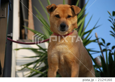 おかあさん　いってらっしゃい！（淋しいよ。。。 2124160