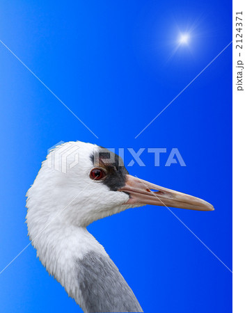 鶴 2124371