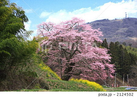 是哉寺地蔵桜 2124502