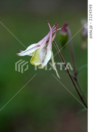 ヤマオダマキ 2124549