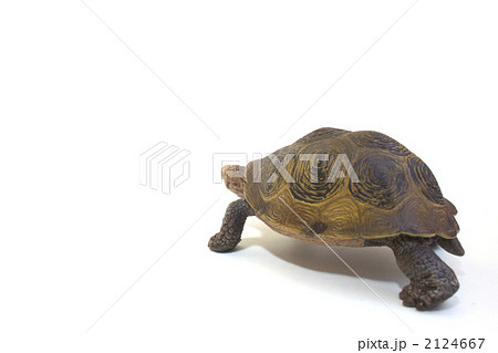 カメ後ろから 2124667