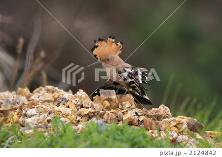 ヤツガシラ 2124842