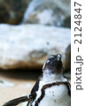 ペンギン 2124847