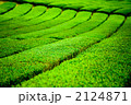 茶畑 2124871