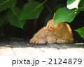 子猫 2124879