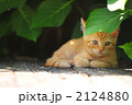 子猫 2124880