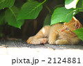 子猫 2124881