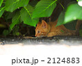 子猫 2124883