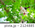 子猫 2124885