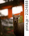 鹿 2124888