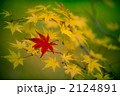 紅葉 2124891