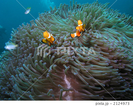 ニモ ニモ 2124973