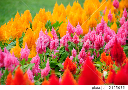 ケイトウ 2125036