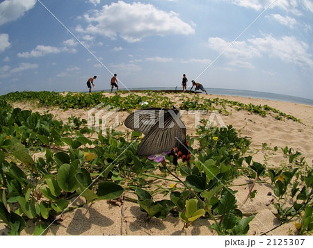 クロアゲハの飛翔 クロアゲハの飛翔 2125307