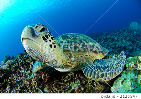 アオウミガメ 2125547