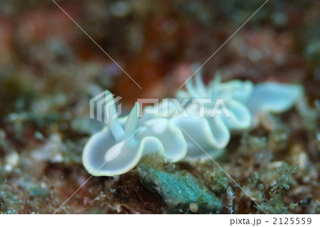 シロタエイロウミウシ 2125559