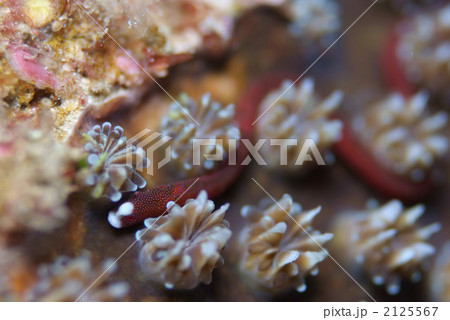 チンヨウジウオ チンヨウジウオ 2125567