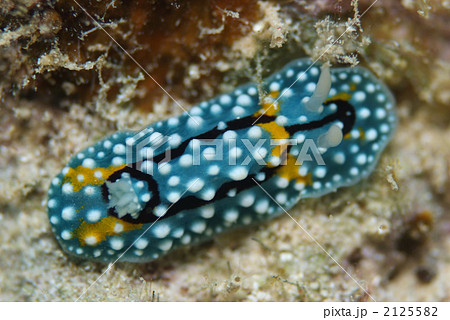 シモフリカメサンウミウシ 2125582