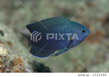 ナガサキスズメダイ 2125594