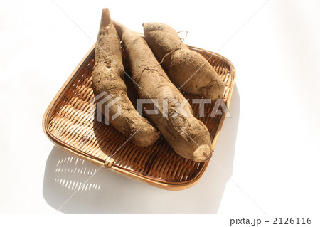 ヤーコン ヤーコン 2126116