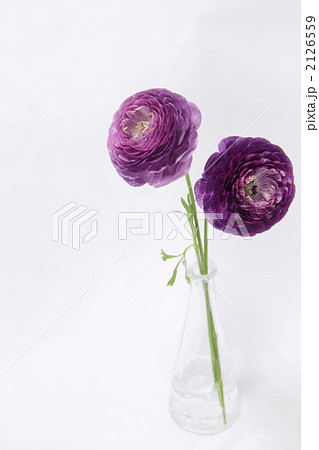 紫色のラナンキュラスの二輪挿し1の写真素材
