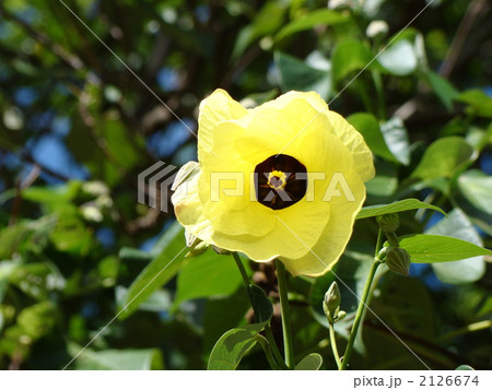 ミロの花 2126674