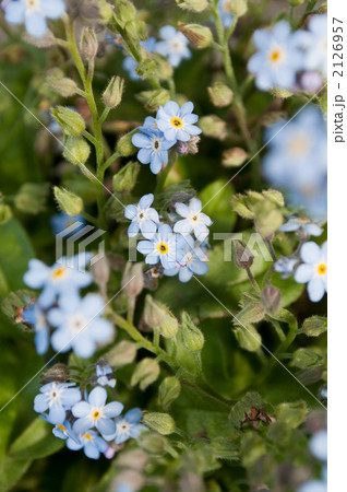忘れな草 忘れな草 2126957