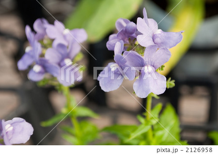 宿根ネメシア 2126958